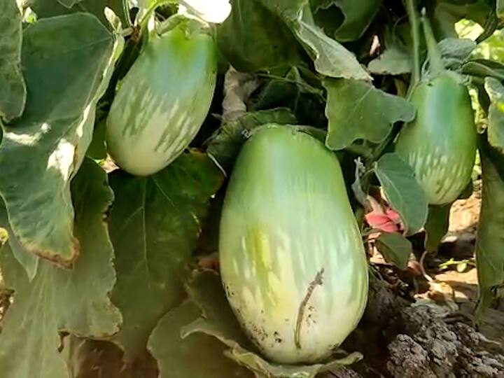 एका वांग्याचं वजन जास्तीत जास्त तीनशे ग्रामपर्यंत बघितलं आहे. मात्र, ठोंबरे यांच्या शेतातील एका वांग्याचं वजन तब्बल एक ते दीड किलो वजनाचे आहेत.