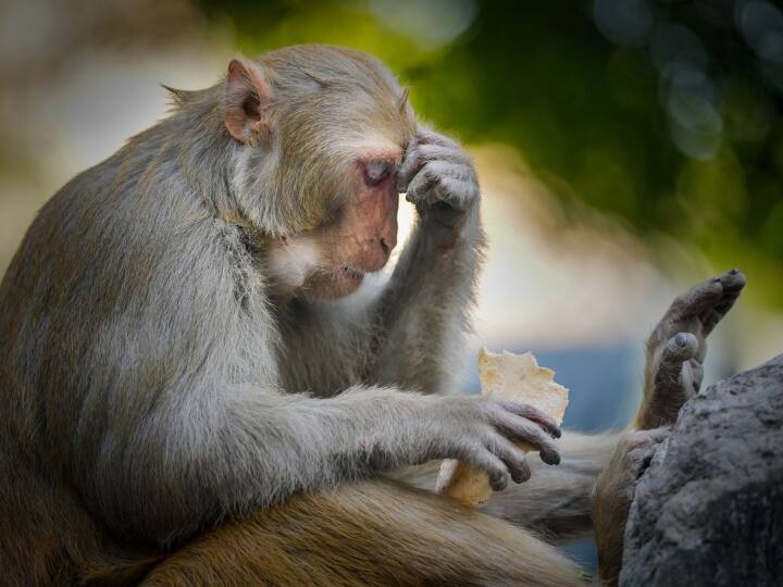 Shimla Monkey Sterilization Will Start Again By Himachal Pradesh Forest Department ANN Himachal Pradesh: शिमला में फिर शुरू होगी बंदरों की नसबंदी, दो हजार से ज्यादा है संख्या