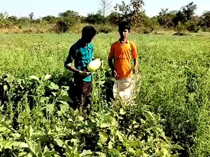 30 रुपये किलो दरानं त्यांनी वांगी विकली असून आतापर्यंत त्यांना सर्व खर्च वजा जाता 40 हजारांचा नफा प्राप्त झाला आहे.