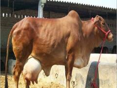 हरियाणा सरकार गायों के खाने के लिए हर दिन के देती है 2.73 रुपए, लेकिन पहुंचते हैं सिर्फ 83 पैसे