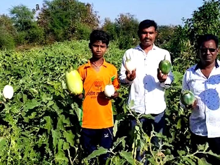 भंडारा जिल्ह्यात प्रथमच एवढ्या मोठ्या वजनाची वांगी बाजारात विक्रीसाठी आली असून त्याची भाजी किंवा भरीत खाल्ल्यानंतर नागरिकांच्या मागणीत वाढ झाल्याचे चित्र दिसून येत असून घराघरांतून या वाग्यांना मोठी मागणी होत आहे.