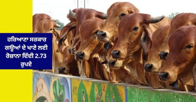 Haryana Government Manohar lal Khattar is giving  2.73  Rs. per Cow ਹਰਿਆਣਾ ਸਰਕਾਰ ਗਊਆਂ ਦੇ ਖਾਣੇ ਲਈ ਰੋਜ਼ਾਨਾ ਦਿੰਦੀ ਹੈ 2.73 ਰੁਪਏ ,ਪਰ ਪਹੁੰਚਦੇ ਸਿਰਫ਼ 83 ਪੈਸੇ