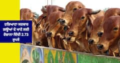 ਹਰਿਆਣਾ ਸਰਕਾਰ ਗਊਆਂ ਦੇ ਖਾਣੇ ਲਈ ਰੋਜ਼ਾਨਾ ਦਿੰਦੀ ਹੈ 2.73 ਰੁਪਏ ,ਪਰ ਪਹੁੰਚਦੇ ਸਿਰਫ਼ 83 ਪੈਸੇ