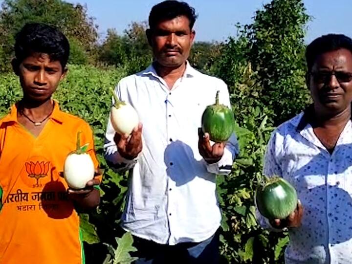 दिलीप ठोंबरे हे प्रयोगशील शेतकरी आहेत. नवीन पीक घेवून वेगळं काही तरी, करण्याचा ध्यास असलेल्या दिलीप यांनी त्यांच्या पाऊण एकरात पाच पद्धतीचे वेगवेगळी वांगी लावली.