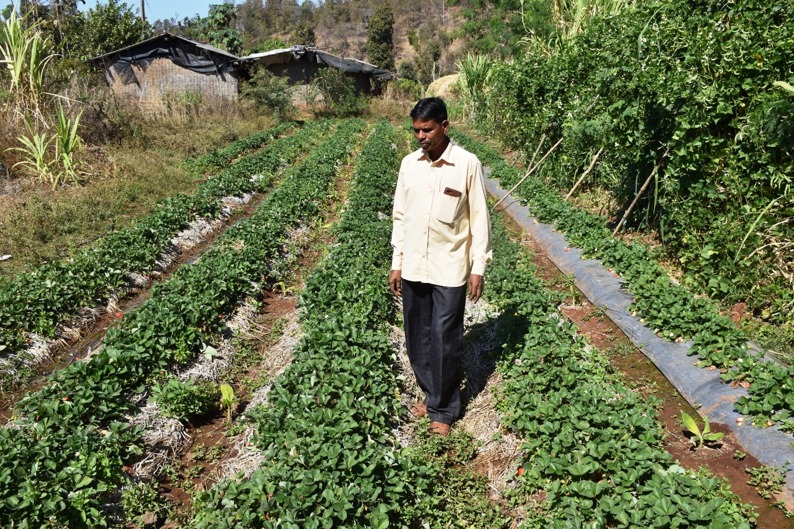Farmer's Success Story: ડાંગ જિલ્લાના ખેડૂતે સ્ટ્રોબેરીની પ્રાકૃતિક ખેતીથી કરી મબલખ કમાણી