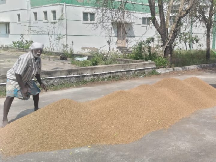 விளைபொருட்களை தரம் குறைந்தது என அடிமாட்டு விலைக்கு கேட்கும் வியாபாரிகள் - வேதனையில் விவசாயிகள்