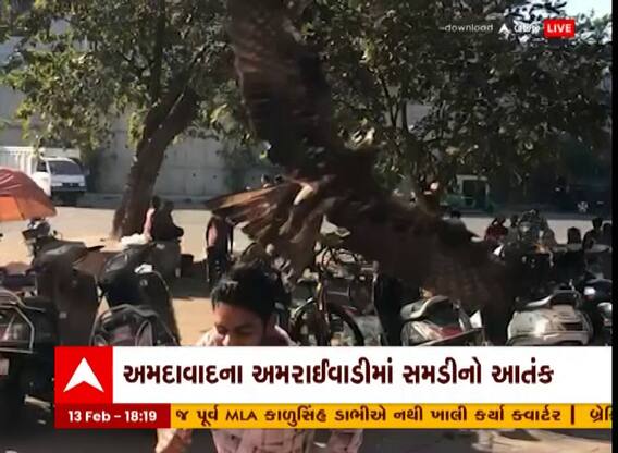 Ahmedabad : અમરાઇવાડીમાં સમડીનો આતંક, 20થી વધુ લોકોને માથામાં મારી ચાંચ, જુઓ અહેવાલ