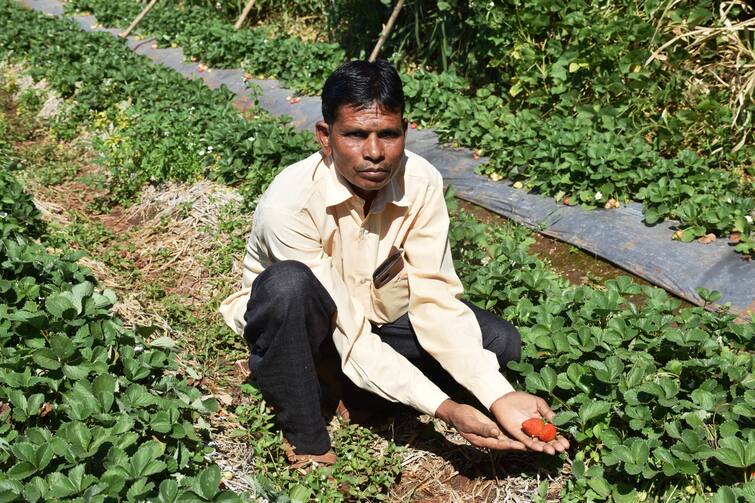 Farmer's Success Story: A farmer from Dang district earns a fortune by organic cultivation of strawberries Farmer's Success Story: ડાંગ જિલ્લાના ખેડૂતે સ્ટ્રોબેરીની પ્રાકૃતિક ખેતીથી કરી મબલખ કમાણી