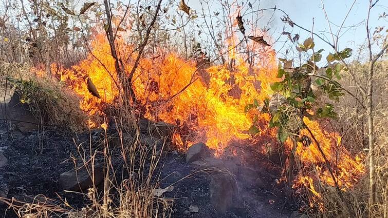 maharashtra news nashik news fire broke out Mhasrul forest area of ​​Nashik, two peacocks injured Nashik Fire : नाशिकच्या म्हसरुळ वनपरिक्षेत्रात आगीचा भडका, वनराई खाक, दोन मोर वाचवले!