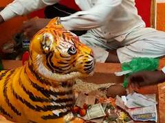 सातपुड्याच्या डोंगरमाथ्यावरील आदिवासी बांधव करतात वाघाची पूजा