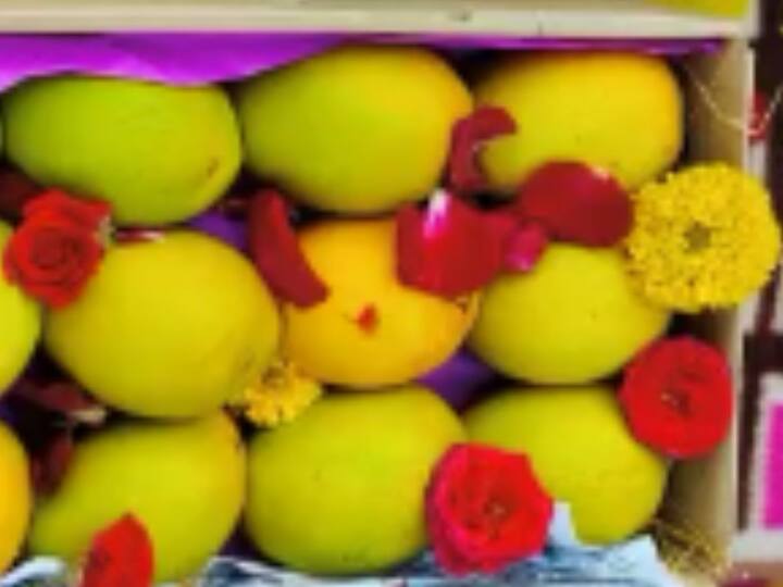 दरवर्षी फेब्रुवारीच्या मध्याला आंबा सांगलीत दाखल होत असतो.