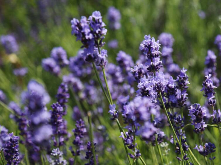 Know About The Benefits Of The Fragrant Herb- Lavender Know About The Benefits Of The Fragrant Herb- Lavender