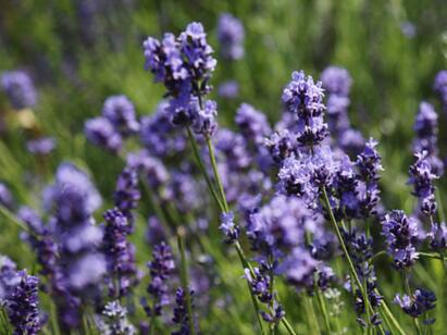 Struggling For A Good Night’s Sleep? Try These 5 Soothing Essential Oils Essential Oil Sleep : நல்ல தூக்கம் இல்லையா? இந்த 5 நறுமண எண்ணெயும் இவ்வளவு யூஸ் ஆகுமா?