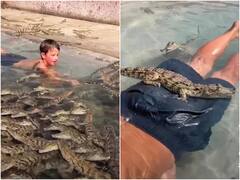 सैकड़ों मगरमच्छ के बीच स्विमिंग कर रहा है बच्चा, नहीं यकीन तो Video देख लीजिए 