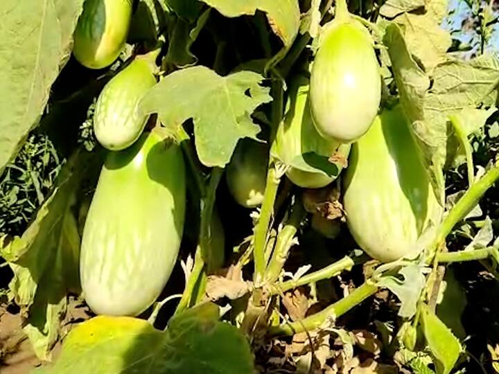 यात एक लांब पद्धतीचा आणि दुसरा गोल पद्धतीचं वांगी असून ही दोन्ही वांगी एक ते दीड किलो वजनाची आहेत. तर, इतर वांगी साधारण वजनाची आहेत.