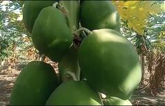 Success Story : सेंद्रीय पपईतून दोन एकरात सात लाखांचे उत्पन्न