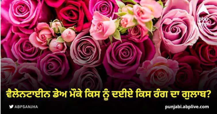 What color rose to whom to give on Valentines Day Valentine Day 2023: ਵੈਲੇਨਟਾਈਨ ਡੇਅ ਮੌਕੇ ਕਿਸ ਨੂੰ ਦਈਏ ਕਿਸ ਰੰਗ ਦਾ ਗੁਲਾਬ? ਹਰ ਰੰਗ ਦਾ ਖਾਸ ਸੰਕੇਤ