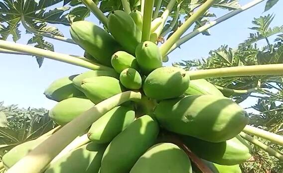 सेंद्रीय पपईतून दोन एकरात सात लाखांचे उत्पन्न, जालन्यातील शेतकऱ्याचा यशस्वी प्रयोग