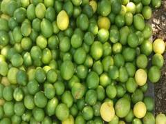 Photo: औरंगाबादेत लिंबूचे दर 120 रुपयांवर, कारण ठरलं...