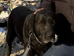 NDRF के डॉग तुर्किए में मलबे में फंसे लोगों के लिए बने फरिश्ते, मशीनों को छोड़ा पीछे