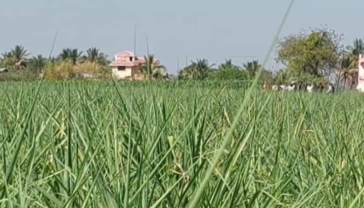 काल संध्याकाळी पथक टनू गावात दाखल झाले होते.