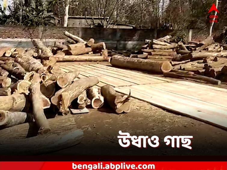 paschim medinipur, Allegation of illegal cutting of trees, police arrested 2 Paschim Medinipur: বেআইনিভাবে গাছ কেটে নেওয়ার অভিযোগে গ্রেফতার ২