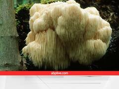 अलजाइमर मरीजों की नई उम्मीद, वैज्ञानिकों को मिला नया कंपाउंड, इलाज में हो सकता है मददगार