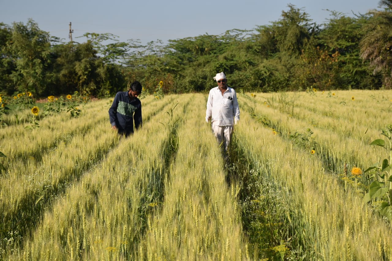 Farmer’s Success Story:  એન્જિનિયરિંગનો અભ્યાસ કર્યા બાદ નોકરીના બદલે દેવભૂમિ દ્વારકાનો આ યુવક પ્રાકૃતિક ખેતીથી કમાય છે લાખોમાં, અમદાવાદ સહિતના શહેરોમાં વસ્તુઓનું કરે છે વેચાણ