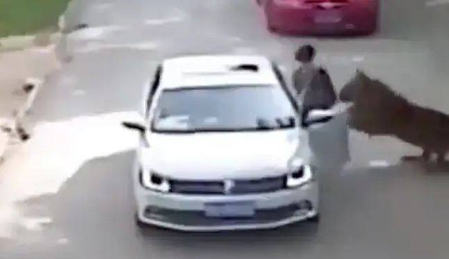 tiger attack on woman grabbed and dragged her towards the forest then what happened next in old video viral again Viral Video: ਬਾਘ ਨੇ ਔਰਤ 'ਤੇ ਕੀਤਾ ਹਮਲਾ, ਘਸੀਟ ਕੇ ਲੈ ਗਿਆ ਜੰਗਲ ਵੱਲ, ਬਚਾਉਣ ਲਈ ਪਿੱਛੇ ਭੱਜੀ ਮਾਂ ਅਤੇ..