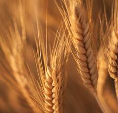 Wheat : तापमान वाढलं, गहू उत्पादक शेतकरी चिंतेत