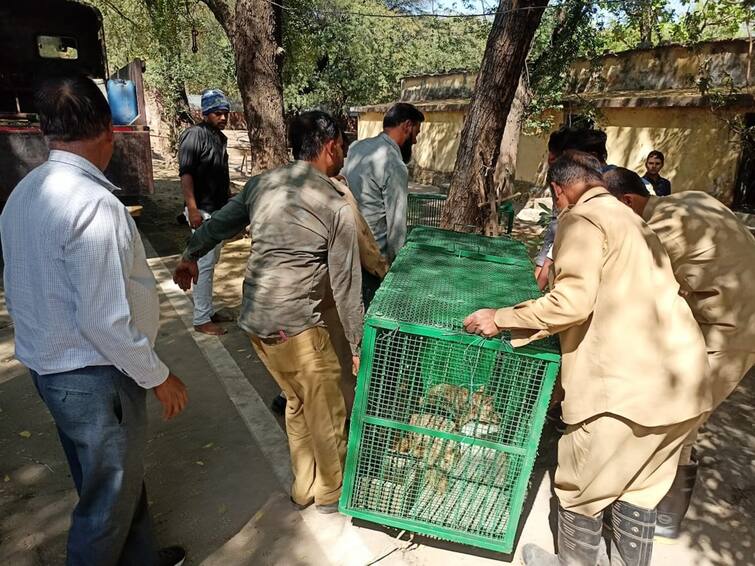 Maharashtra Aurangabad News Tigresses from Siddhartha Park left for Gujarat  new 21 animals in zoo Aurangabad: सिद्धार्थ उद्यानातील रंजना, प्रतिथा वाघिणी निघाल्या गुजरातला; तर नवीन 21 प्राणी दाखल