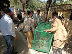 सिद्धार्थ उद्यानातील रंजना, प्रतिथा वाघिणी निघाल्या गुजरातला; तर नवीन 21 प्राणी दाखल