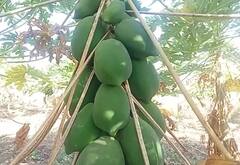 Success Story : सेंद्रीय पपईतून दोन एकरात सात लाखांचे उत्पन्न