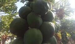 Success Story : सेंद्रीय पपईतून दोन एकरात सात लाखांचे उत्पन्न