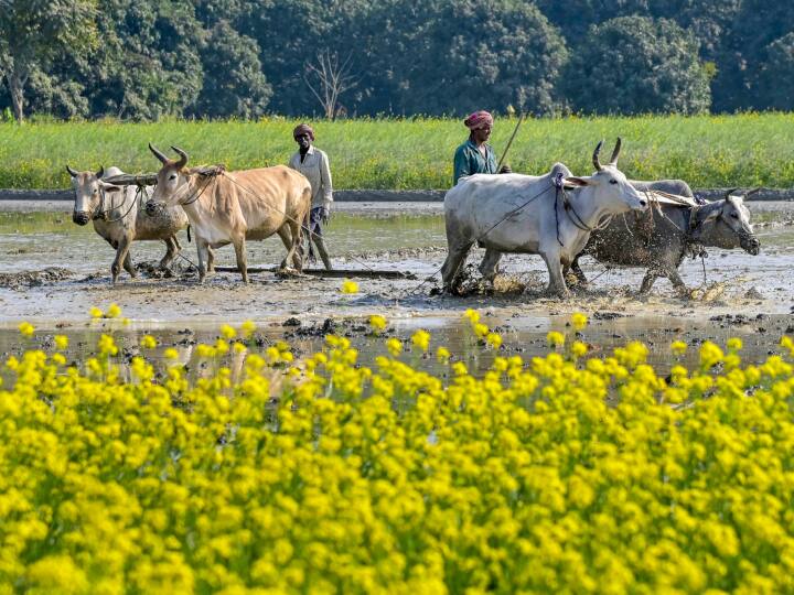 Balrampur News: प्रशासन की लापरवाही! ना पानी मिला ना मुआवजे की राशि, 30 वर्षो से भटक रहे किसान Balrampur administration Negligence farmers Neither water received nor compensation amount wandering for 30 years ann Balrampur News: प्रशासन की लापरवाही! ना पानी मिला ना मुआवजे की राशि, 30 वर्षो से भटक रहे किसान