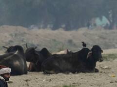 आज से यूपी में थमेगी तेज हवाओं की रफ्तार, क्या मौसम में आएगा बदलाव? यहां पढ़ें अपडेट