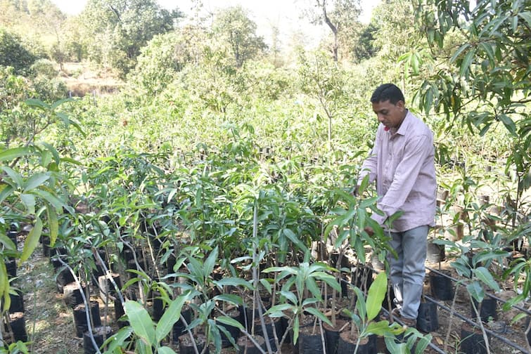 Famers Success Story Ambakalam of this Gujarati farmer is in huge demand in Maharashtra, Rajasthan earning millions Farmer's Success Story: ગુજરાતના આ ખેડૂતની આંબાકલમની મહારાષ્ટ્ર, રાજસ્થાનમાં ભારે માંગ, કરે છે લાખોની કમાણી