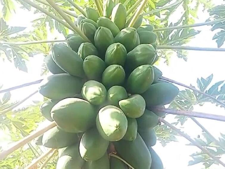 Agriculture News Organic cultivation of papaya income of seven lakhs two acres in Jalna Success Story : सेंद्रीय पद्धतीनं पपईची लागवड, दोन एकरात सात लाखांचे उत्पन्न; वाचा जालन्याच्या नासिर शेख यांची यशोगाथा
