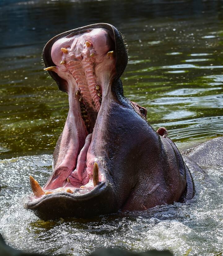 আফ্রিকার প্রবল গরমে, রোদের তাপ। জলহস্তির ত্বক সহ্য করে কী করে? উত্তর লুকিয়ে রয়েছে প্রাণীটির ত্বকেই। জলহস্তির ত্বকে এমন গ্ল্যান্ড রয়েছে যা একধরনের তৈলাক্ত তরল নিঃসৃত করে, যা হাওয়ার সংস্পর্শে এলে লালচে রঙের হয়ে যায়। এটাই কার্যত সানস্ক্রিনের মতো কাজ করে।