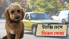 হাঁটতে গিয়ে পথভোলা কুকুর, শেষে ট্যাক্সি নিয়ে ফিরতে হল বাড়িতে