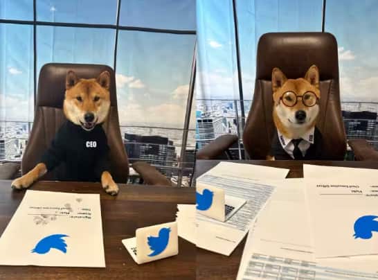 twitter-ceo-elon-musk-announced-his-pet-dog-floki-as-new-ceo-of-twitter Elon Musk ਨੇ ਆਪਣੇ ਕੁੱਤੇ ਨੂੰ ਬਣਾਇਆ Twitter ਦਾ CEO! ਕਿਹਾ- 'ਇਹ ਹੋਰਾਂ ਨਾਲੋਂ ਬਹੁਤ ਚੰਗਾ ਹੈ'