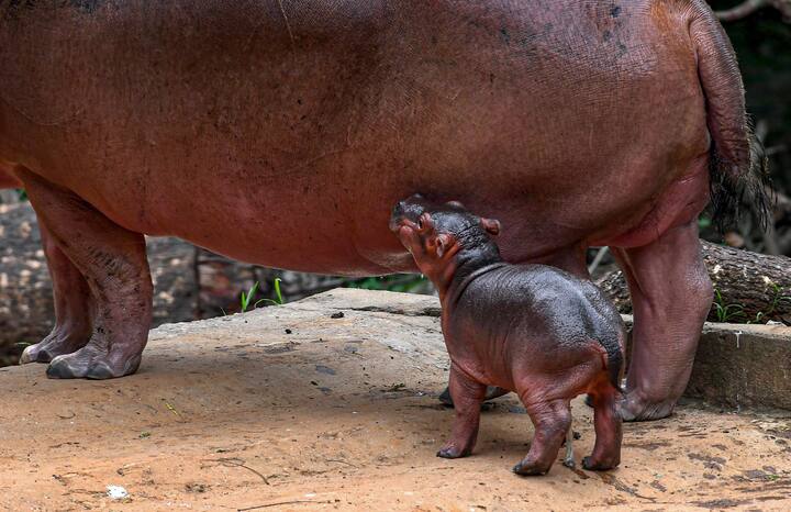 হাজার খানেক বছর আগেও একাধিক প্রজাতির জলহস্তি ছিল। কিন্তু এখন ২টি প্রজাতি রয়েছে। একটি common hippopotamus বা River hippopotamus. অন্যটি pygmy hippopotamus. গরম থেকে বাঁচতেই দিনের বেলার অধিকাংশ সময় প্রাণীটি জলেই কাটায়।