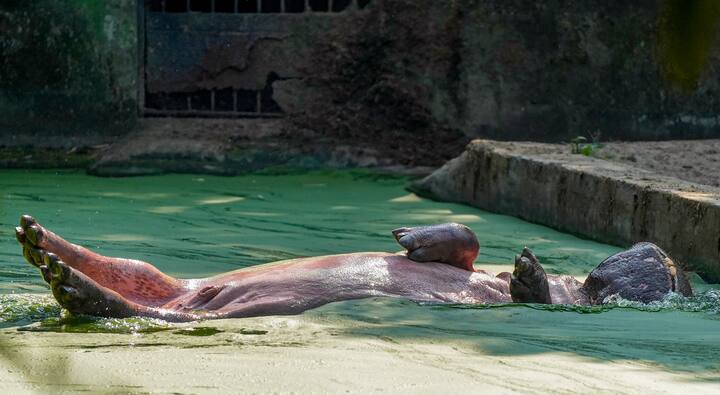 ভূমিতে বসবাসকারী প্রাণীদের মধ্যে ওজনের দিক থেকে হাতির পরেই রয়েছে জলহস্তির স্থান। জলবায়ু পরিবর্তন সংক্রান্ত সমস্যারও শিকার এই প্রাণীটি। ক্রমশ কমছে জলহস্তির বাসস্থান। পাশাপাশি খাদ্যের সঙ্কটের ঝুঁকিও ক্রমশ বাড়ছে। তার ফলেই আরও বাড়ছে জলহস্তির অস্তিত্ব সঙ্কট।