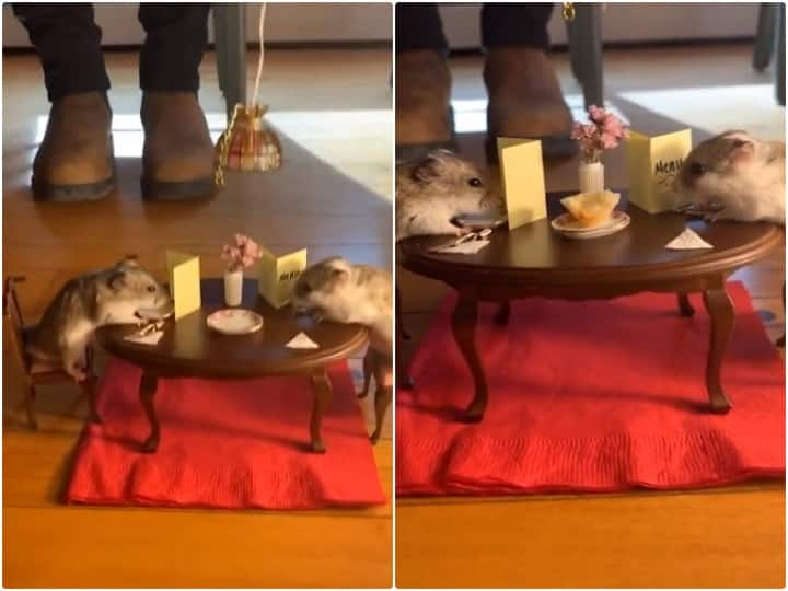 Everyone was shocked to see rats celebrating a dinner date in the video Video: वैलेंटाइन डे पर डिनर डेट सेलिब्रेट करते नजर आए दो चूहे, डाइनिंग सेटअप देख रह जाएंगे दंग