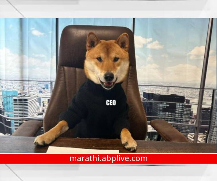 Twitter CEO Elon Musk Announced his Pet Dog Floki as New CEO of Twitter know detail Twitter CEO : एलॉन मस्क यांचा कुत्रा ट्विटरचा नवा CEO; दिमाखात खुर्चीवर बसलेला फोटो ट्वीट, केली 'ही' नवी घोषणा