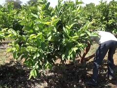 Hingoli: हिंगोलीत पेरूच्या बागेवर शेतकऱ्याने चालवली कुऱ्हाड, झाडांना फळेच लागली नसल्याने उद्विग्न शेतकऱ्याने बाग केली नष्ट