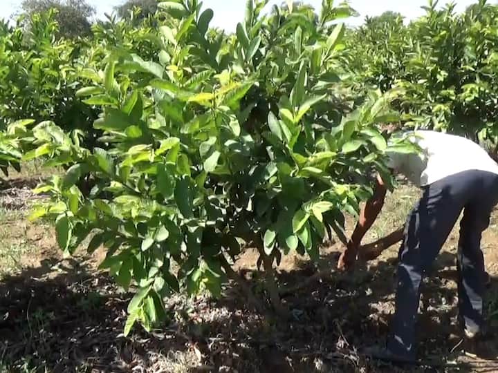 परंतु चार वर्ष होऊनही झाडाला फळे  लागली नसल्याने शेतकऱ्यांनी पेरूच्या बागेवर कुऱ्हाड चालवत बाग जमीनदोस्त केली आहे