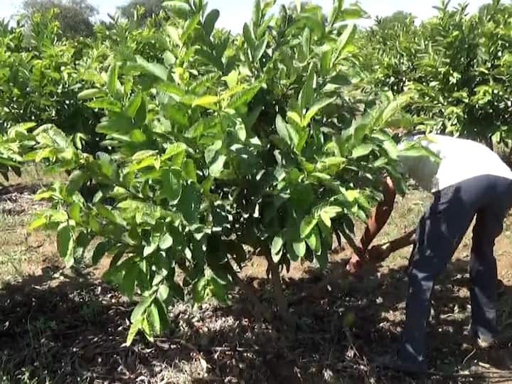 फळबाग लागवडीमधून चांगला आर्थिक नफा होतो.  या आशेने हिंगोली जिल्ह्यातील आंबा चोंढी येथील शेतकरी भारत भोसले आणि भगत भोसले यांनी स्वतःच्या शेतामध्ये चार वर्षा पूर्वी पोखरा योजनेअंतर्गत पेरूच्या बागेची लागवड केली.