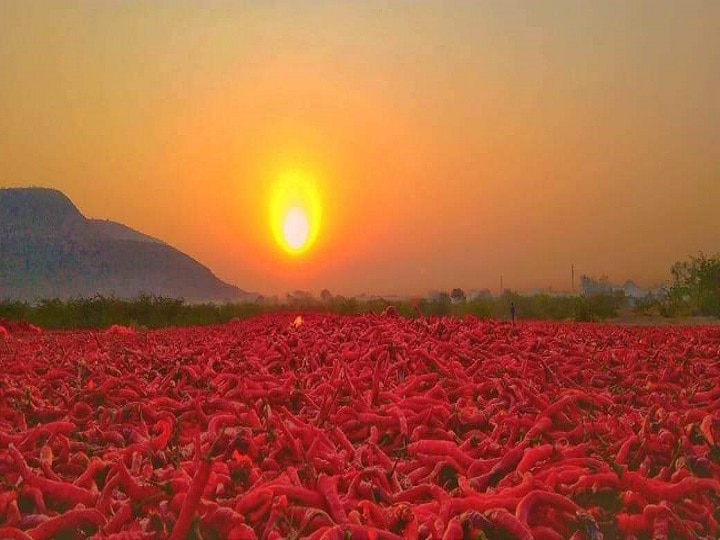 यहां किसान के खेत में उगते है सूरज और चांद...गांव के हर घर में बैठा है एक एक्सपर्ट