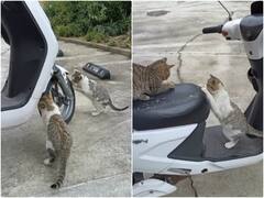 खेल-खेल में क्यूट बिल्ली ने फाड़ दी स्कूटी की पूरी सीट, अब शेयर हो रहा है ये वीडियो